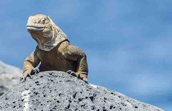 Iguana terrestre de Galápagos - isla Seymour Norte - islas Galápagos - Ecuador 07.jpg